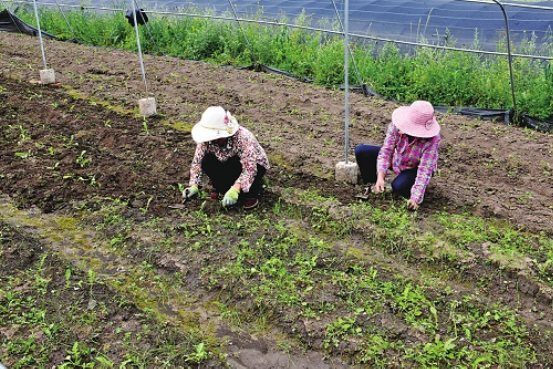 因地制宜打通產(chǎn)業(yè)暢銷路 甘肅電信助力貧困山村換新顏