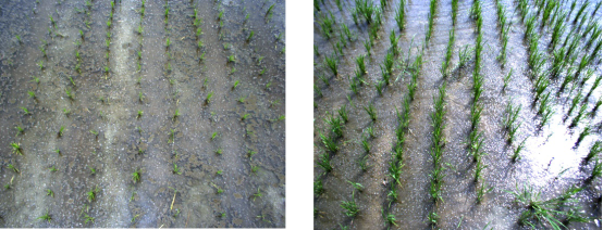 拖拉機(jī)、機(jī)器人“長眼”？百度飛槳與蘇州博田農(nóng)業(yè)智能化新嘗試