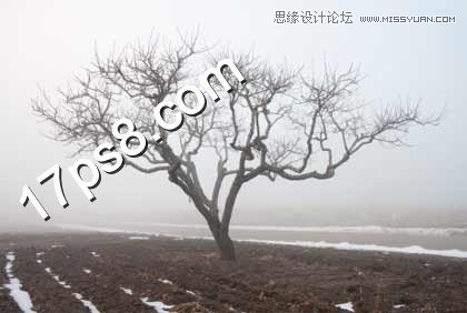 PS合成在野外成長(zhǎng)的枯樹場(chǎng)景