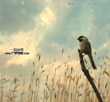 PS合成草叢中樹枝上的翠鳥