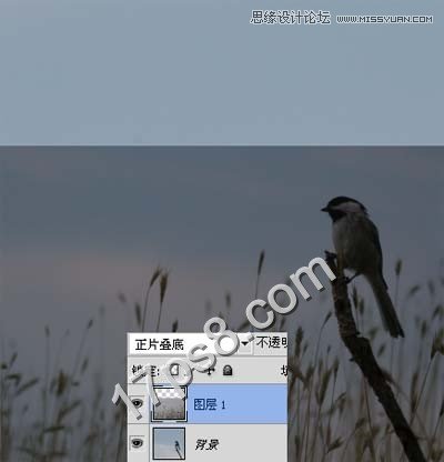 PS合成草叢中樹枝上的翠鳥