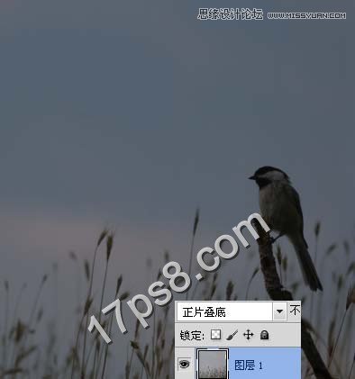 PS合成草叢中樹枝上的翠鳥