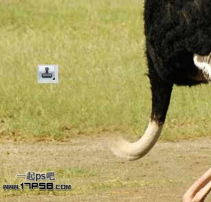 PS合成搞怪的鴕鳥腿賽馬教程
