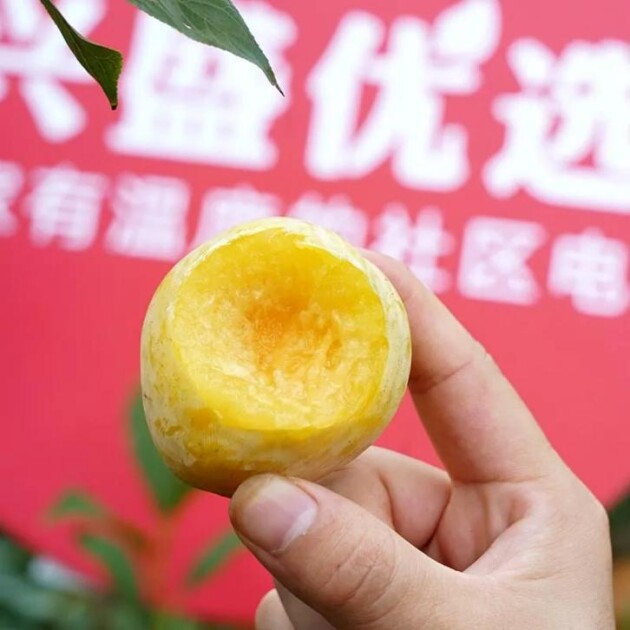 興盛優(yōu)選攜手奈李之鄉(xiāng)汝城落實鄉(xiāng)村振興戰(zhàn)略 黃金奈李首發(fā)被搶空