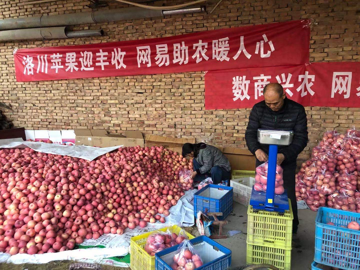 數(shù)商興農(nóng)，網(wǎng)易嚴選助力陜貨出山