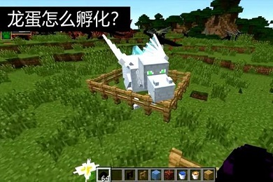 我的世界龍蛋怎么孵化 我的世界孵化龍蛋指令